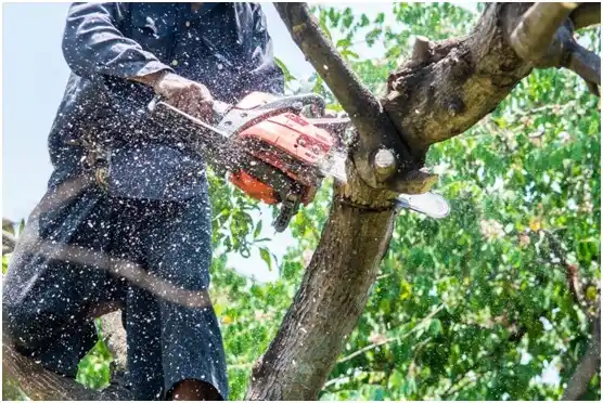 tree services Emerald Lakes